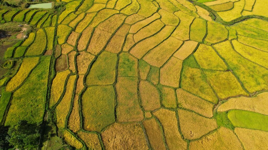 rizières en terrasses dorées – saison des récoltes au Vietnam rural