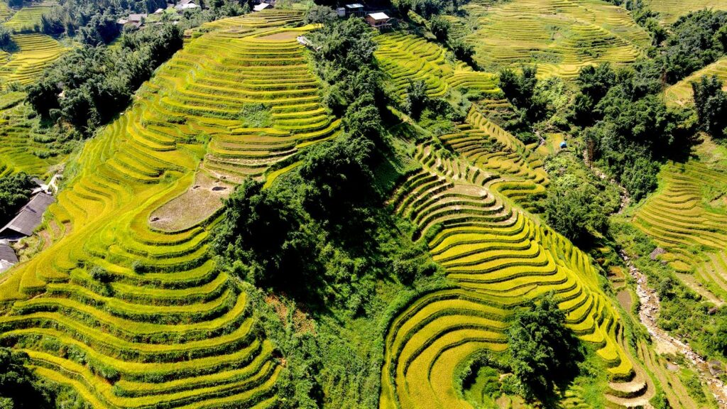 Rice terraces in Sapa, northern Vietnam during the growing season